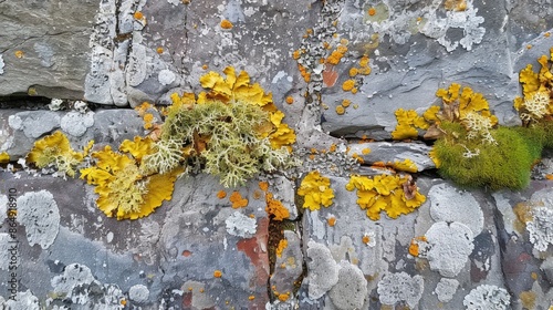 Lichens found on a wall photo