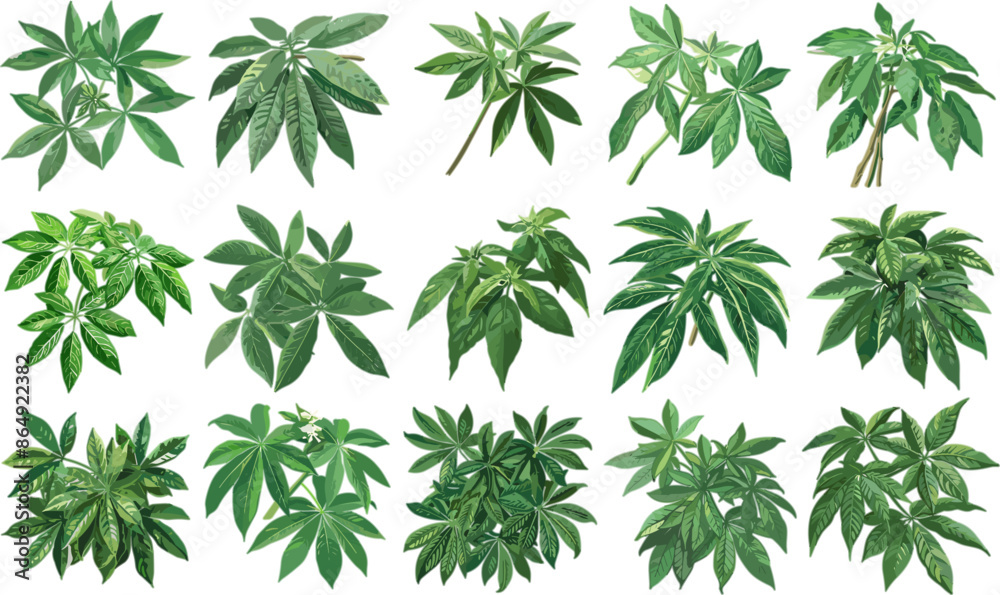 VEGETABLES SET IN COLOR STYLE, CASSAVA LEAVES SET IN COLOR STYLE VEGETABLES SET IN COLOR STYLE, CASSAVA LEAVES SET IN COLOR STYLE