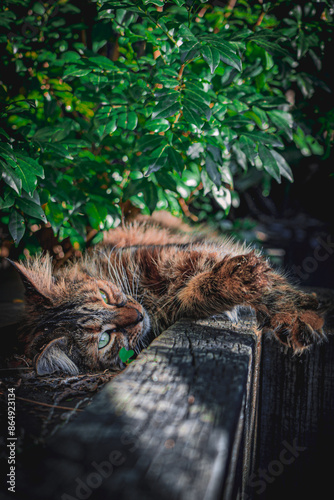 maincoon ginger Gattigrams 
Ginger 
TabbyCat
MaineCoon
ShortHair 
LongHair
Orange
Black
White
Gigi
Bea
Cats
Gatti
Carini
Pelosi
Coccolosi
Felini
Mici
Kittycat
Playful
Curious
Cuddly
Sleeping
Funny
Exo