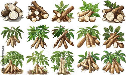 TUBERS SET IN COLOR STYLE, CASSAVA SET IN COLOR STYLE