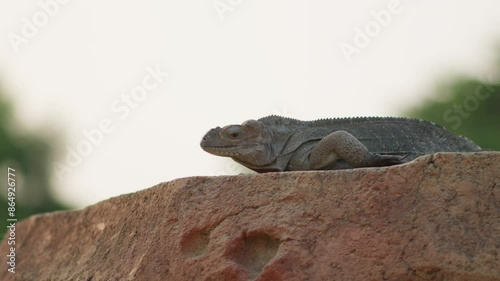 Asian water monitor Lizard or biawak, Varanus salvator, sits on flat large rock against blurred backgrou d photo