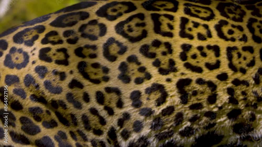 Great jaguar walking in front of the camera Great jaguar walking in front of the camera