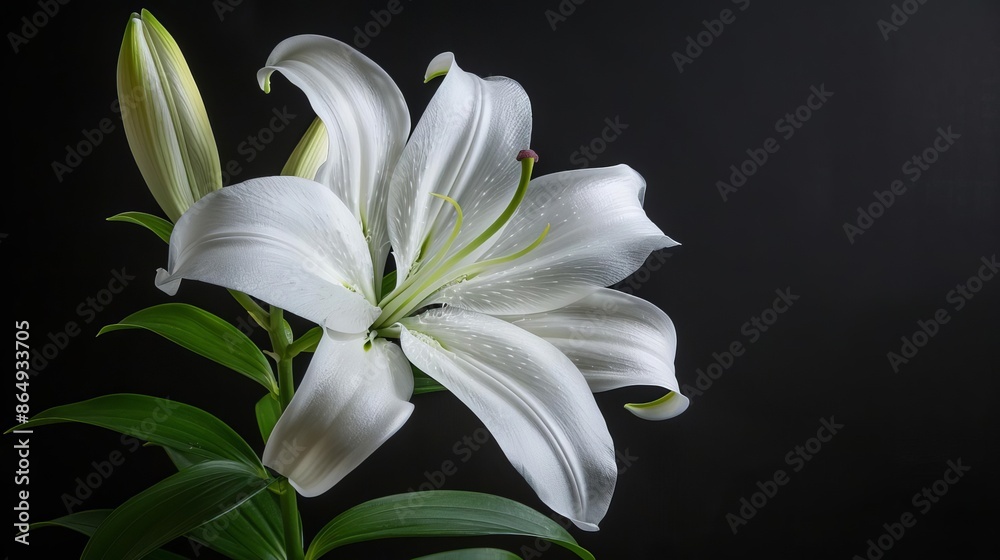 A single white lily against a dark background The flower is in full bloom A single white lily against a dark background The flower is in full bloom