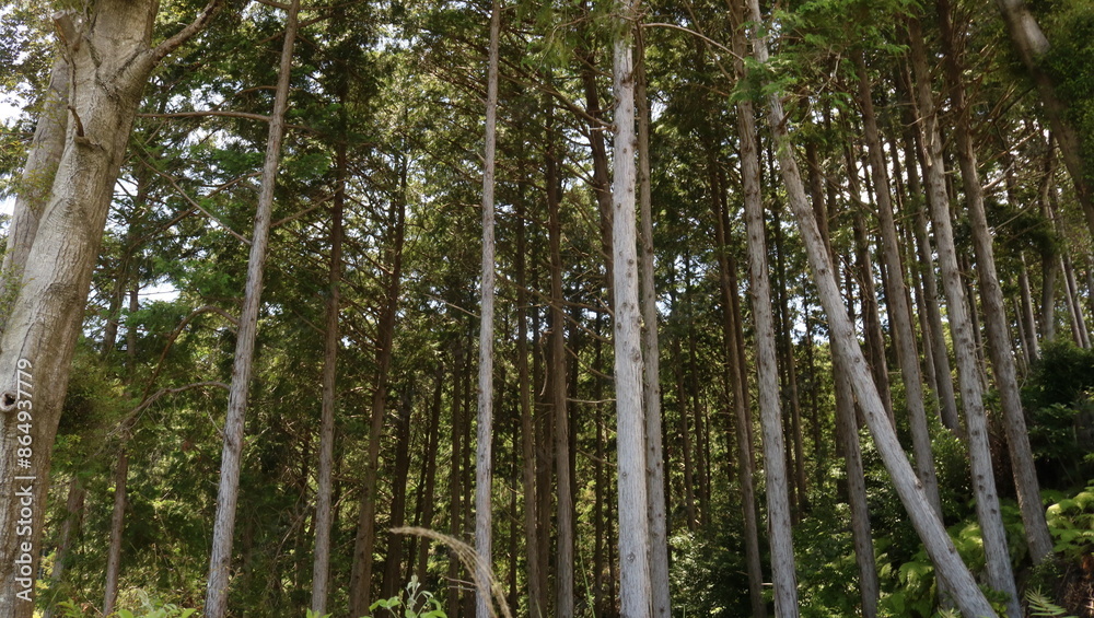 山のたくさんの真っ直ぐな森の木リラックス森林浴