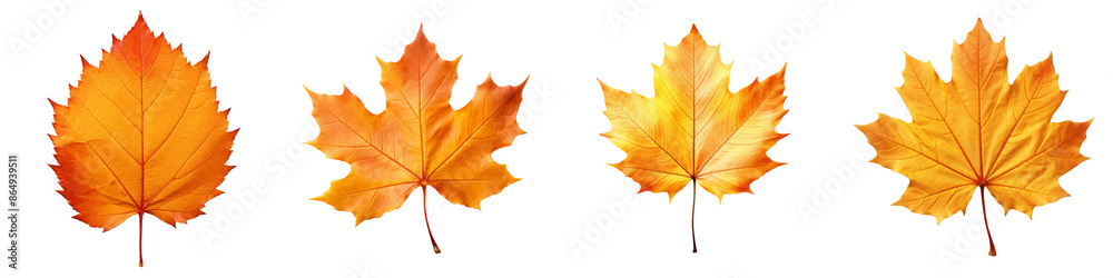 Collection of autumn leaves isolated on transparent or white background Collection of autumn leaves isolated on transparent or white background