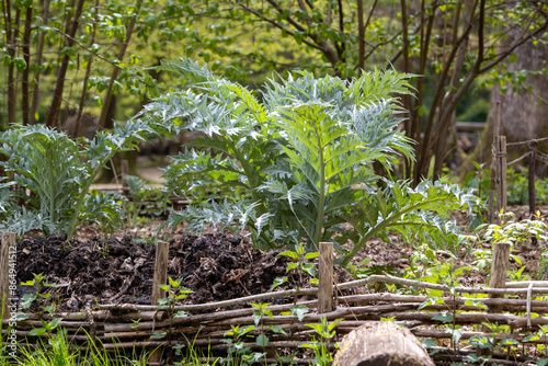 Fotografie Culture de cardon (Cynara cardunculus) dans un potager, léger soleil
