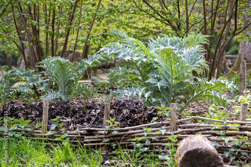 Fototapeta Culture de cardon (Cynara cardunculus) dans un potager, léger soleil