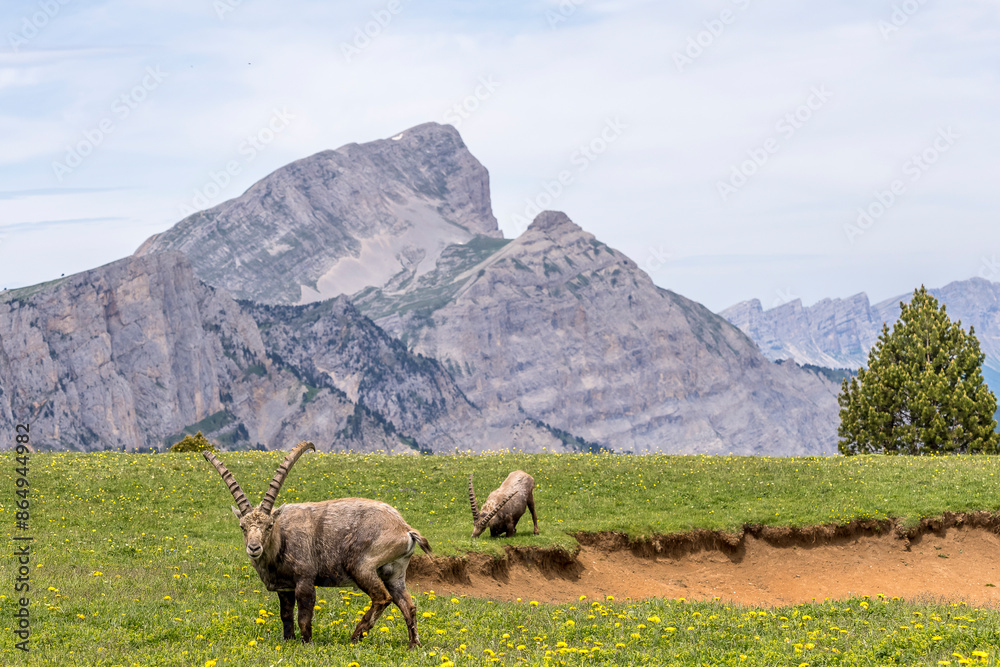 Fototapeta premium ibex near the Tête Chevallière pond in the Vercors mountains
