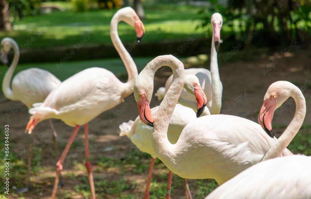 Pink flamingo birds in the park Pink flamingo birds in the park