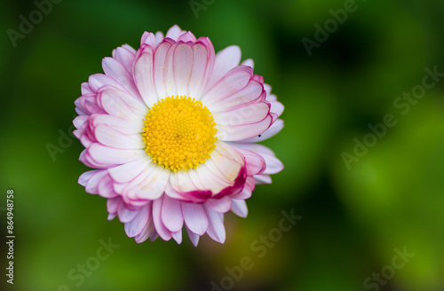 A small flowering daisy on a green background