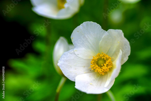 White garden flower on a green background