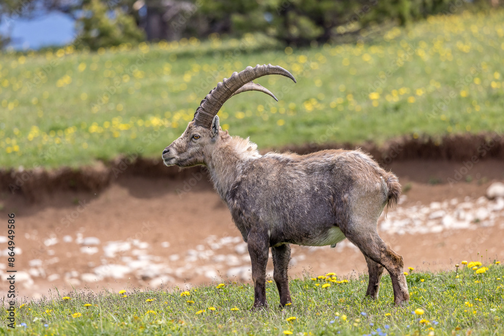 Ibex on a flower meadow in the Vercors, France Ibex on a flower meadow in the Vercors, France