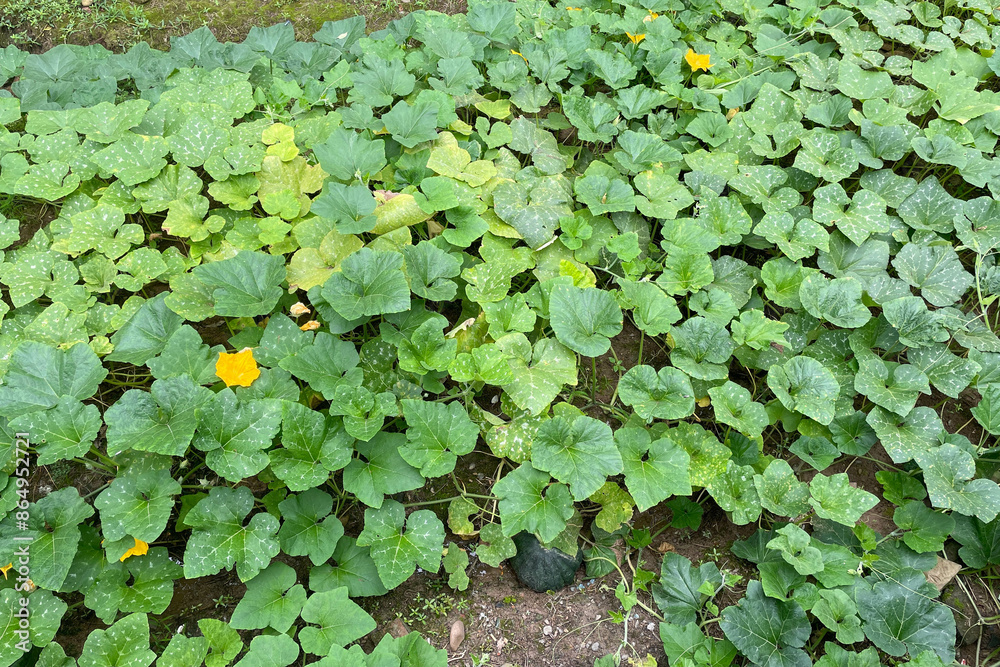 Bright green lush and healthy pumpkin plant growing in the summer vegetable garden.
Bright green lush and healthy pumpkin plant growing in the summer vegetable garden.