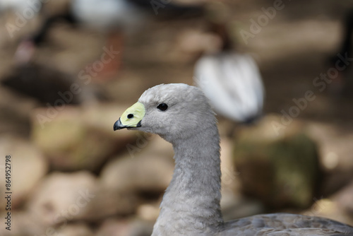 Foto A close-up of a Cape Barren goose in a park in Australia