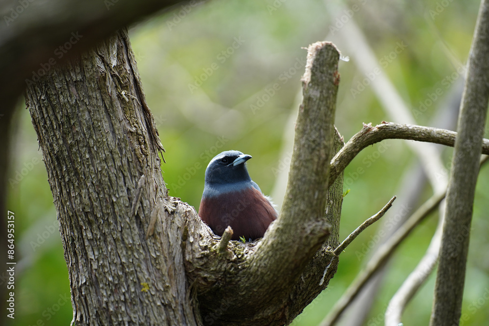 A White-browed woodswallow.perched in a tree in Australia A White-browed woodswallow.perched in a tree in Australia