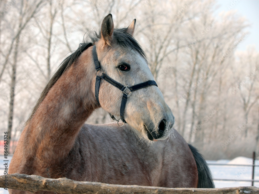 Dressage saddle horse portrait in winter background