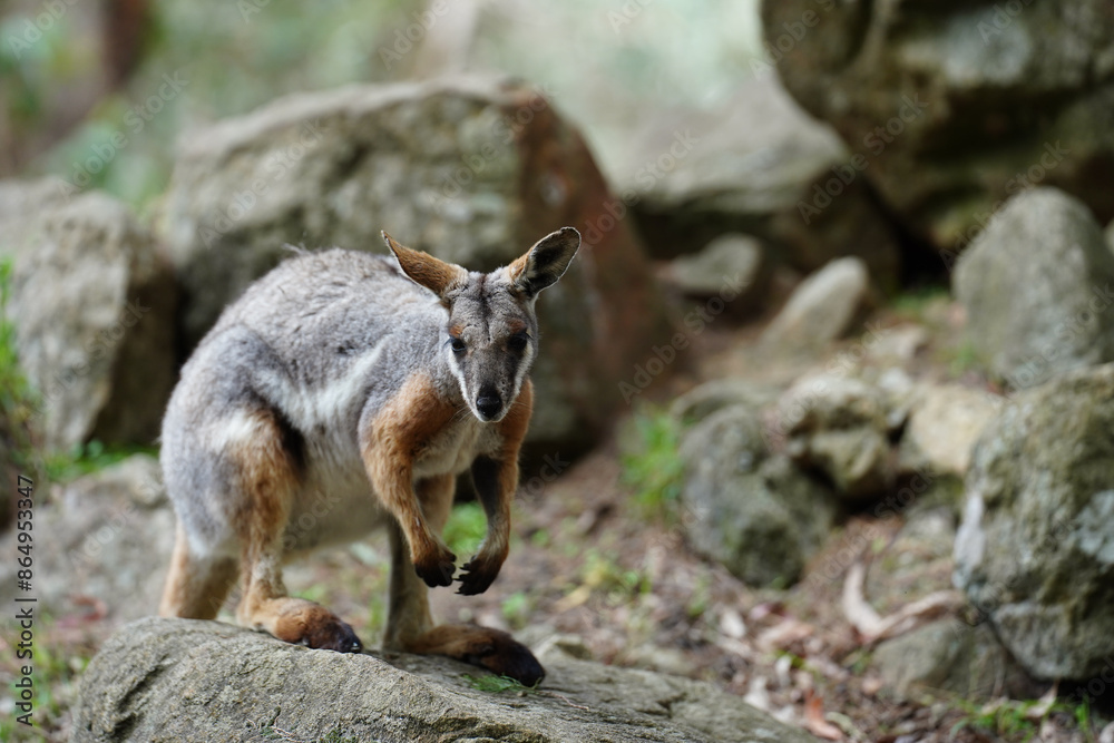 A red-necked wallaby (Notamacropus rufogriseus) relaxing in a rocky habitat A red-necked wallaby (Notamacropus rufogriseus) relaxing in a rocky habitat