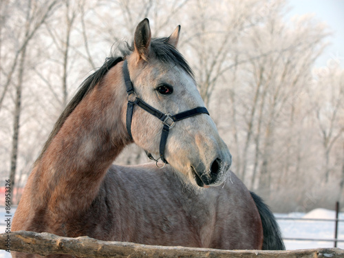Obraz na płótnie Dressage saddle horse portrait in winter background w salonie
