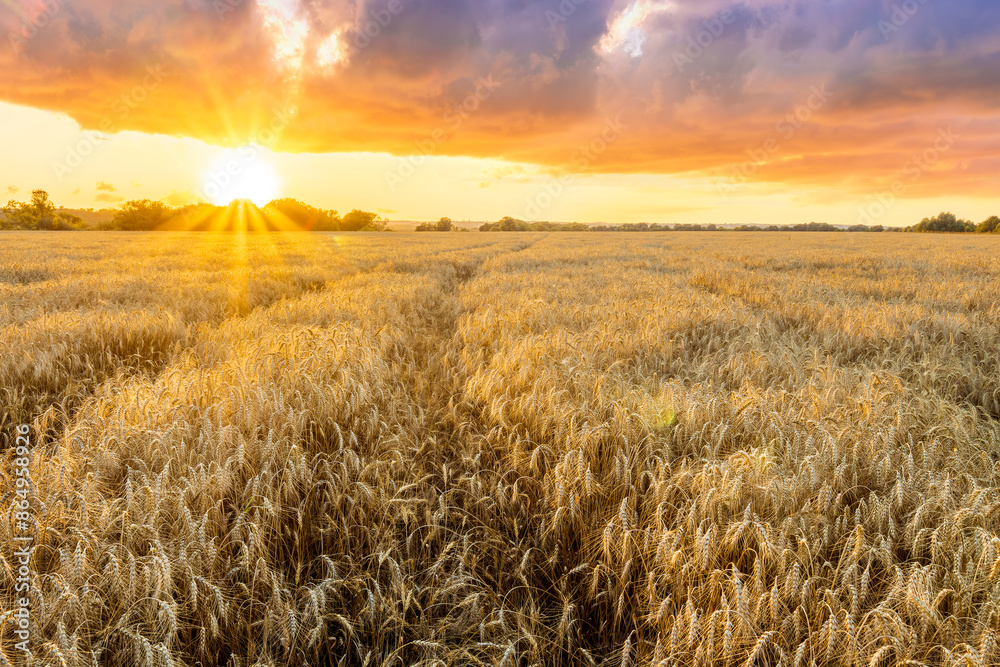 beautiful summer sunset in a wheaten shiny field with golden wheat and sun rays, deep blue cloudy sky and road, rows leading far away, valley landscape beautiful summer sunset in a wheaten shiny field with golden wheat and sun rays, deep blue cloudy sky and road, rows leading far away, valley landscape