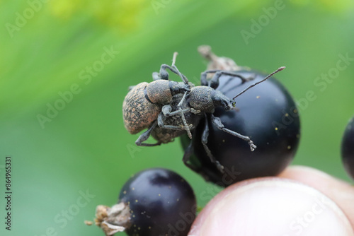 The black vine weevil (Otiorhynchus sulcatus). Beetles on blackcurrant fruit in the garden. photo