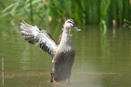 eurasian spot billed duck in a pond photo