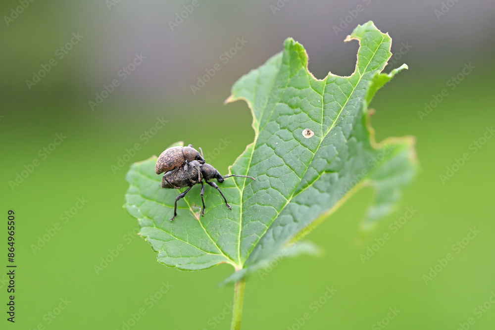 The black vine weevil (Otiorhynchus sulcatus). Male and female on a damaged leaf. The black vine weevil (Otiorhynchus sulcatus). Male and female on a damaged leaf.