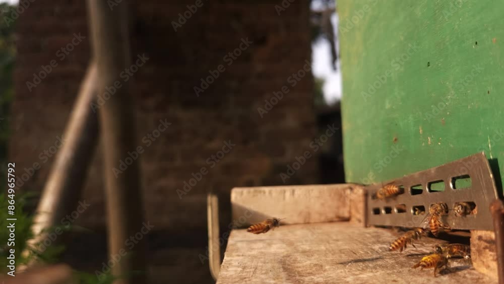 Swarm of Indian honey bees (Apis Cerena Indica) carrying pollen and flying to the landing board of hive in an apiary Swarm of Indian honey bees (Apis Cerena Indica) carrying pollen and flying to the landing board of hive in an apiary