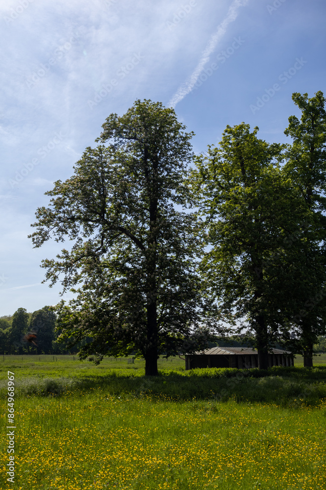 Obraz premium trees in the park