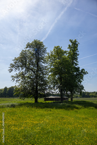 trees in the park photo