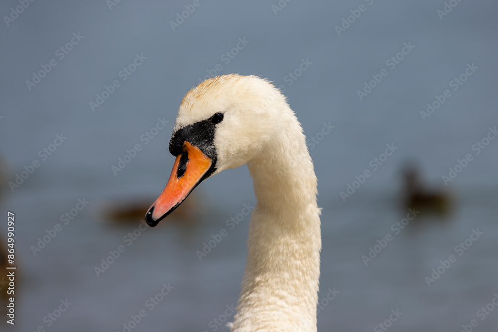 beautiful wild waterfowl swans in the summer season beautiful wild waterfowl swans in the summer season