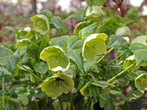 White-green hellebore flower (Christroas rose) or (Helleborus foetidus) in the garden
