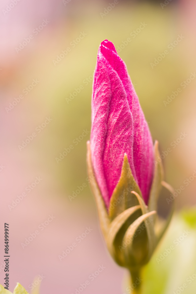 Exquisite close-up of a vibrant pink flower bud, poised to bloom against a soft, blurred background. This stunning image captures the delicate beauty and promise of new life Exquisite close-up of a vibrant pink flower bud, poised to bloom against a soft, blurred background. This stunning image captures the delicate beauty and promise of new life