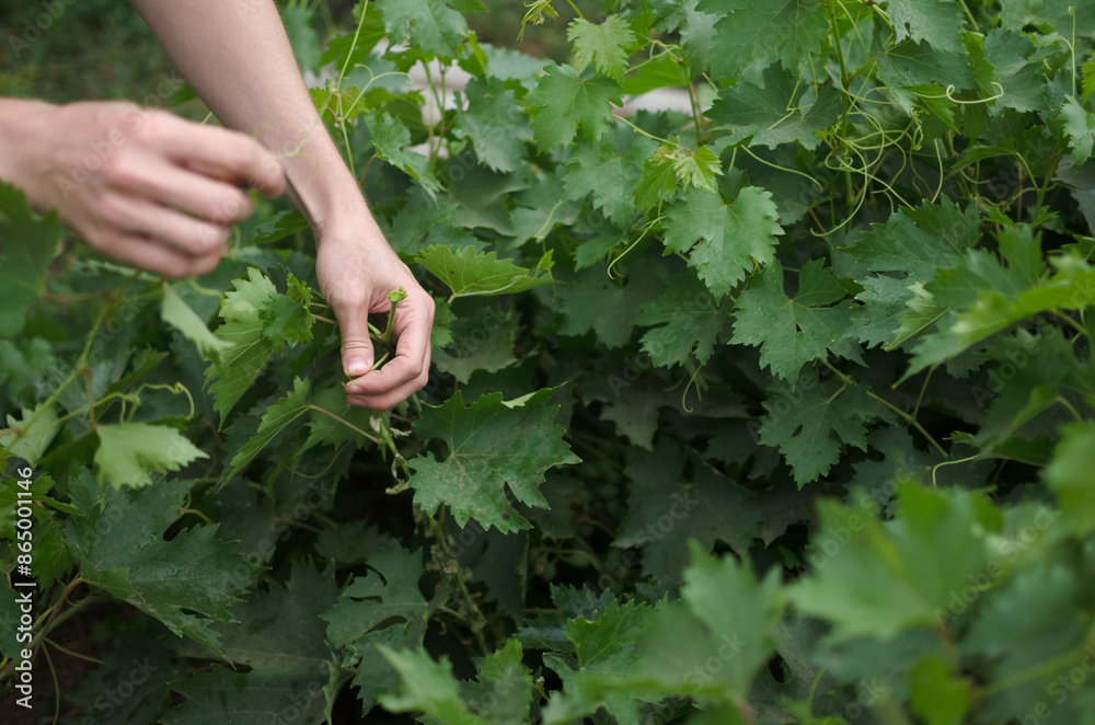 grape pruning. Natural farming concept grape pruning. Natural farming concept
