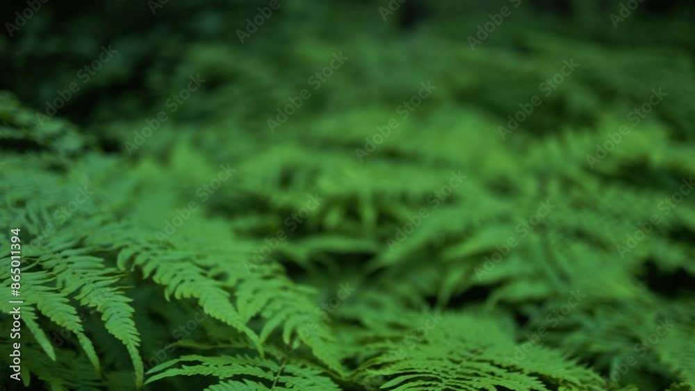 fern leaves blend into the blurred forest background fern leaves blend into the blurred forest background