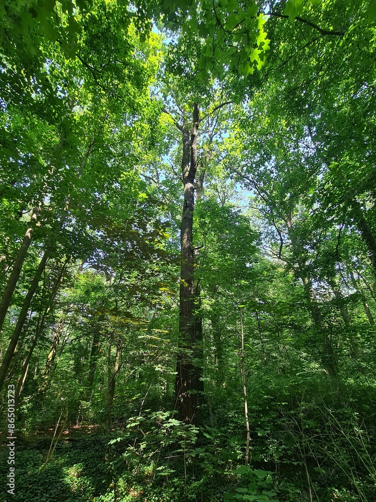 Fototapeta premium wonderful trees in Plänterwald Forest Landscape