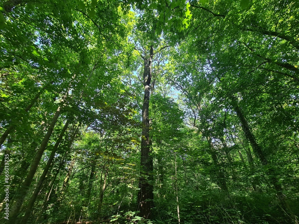 wonderful trees in Plänterwald Forest Landscape wonderful trees in Plänterwald Forest Landscape