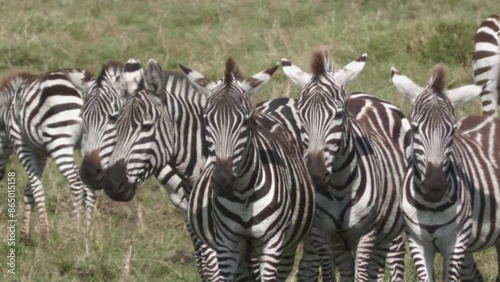 zebras in the Serengeti.