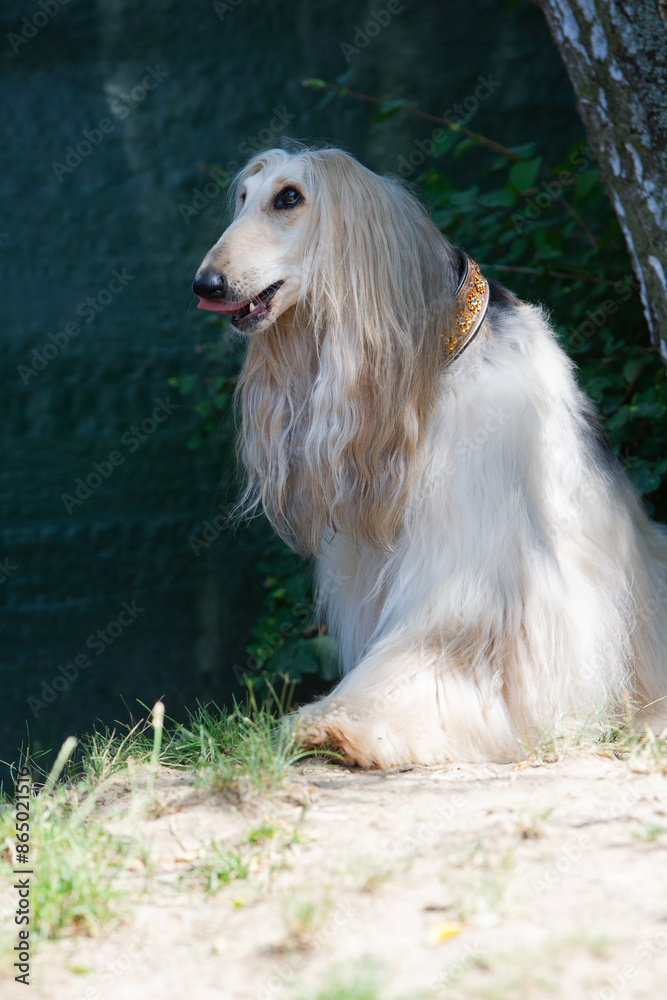Sitzender Afghanischer Windhund im Garten Sitzender Afghanischer Windhund im Garten