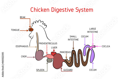 Illustration of chicken digestive system. Isolated on white background.
