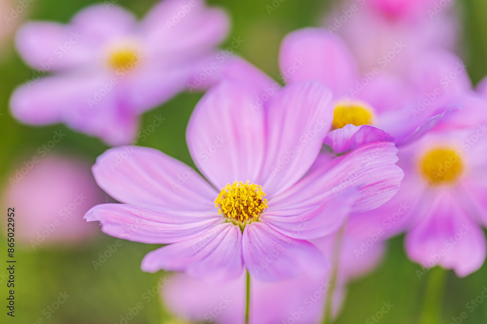 Beautiful blossom pretty pink cosmos flower in the garden Beautiful blossom pretty pink cosmos flower in the garden