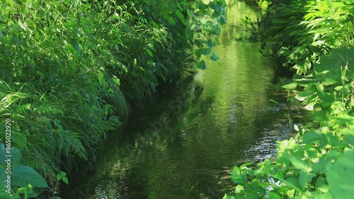 水草が揺れる夏の小川　水の流れ　清流