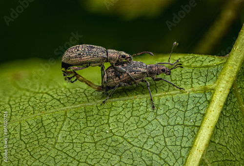 bug on leaf