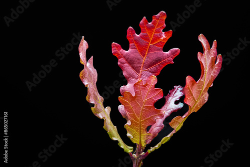 Oak leaves