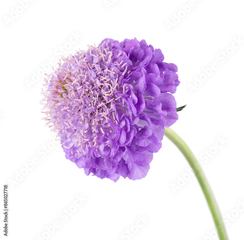 Scabious flower isolated on white background. Knautia arvensis. Purple double flower of scabiosa. photo
