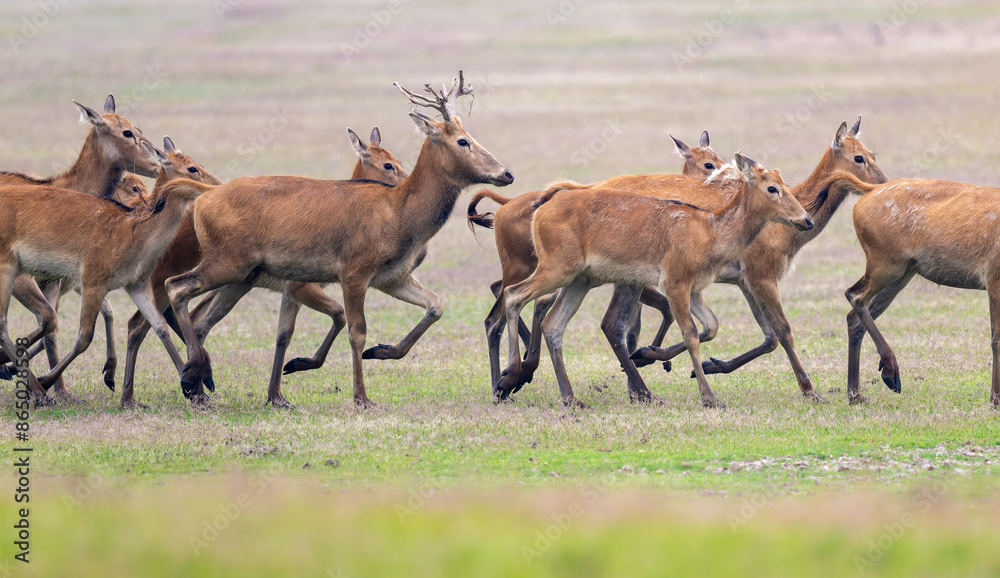 herds of elk running from left to right herds of elk running from left to right