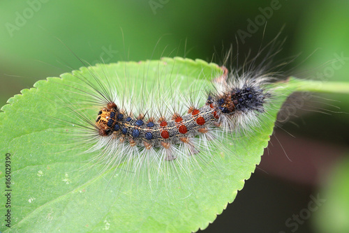 Caterpillar of Lymantria dispar, also known as the gypsy moth or the spongy moth on a plum leaf.