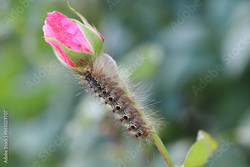 Photos Caterpillar of Lymantria dispar, also known as the gypsy moth or the spongy moth on a rose bud in the garden