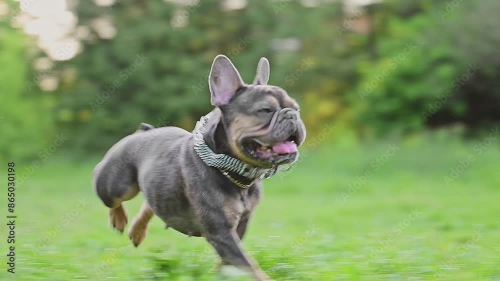 Brown French bulldog running on green grass background Brown French bulldog running on green grass background