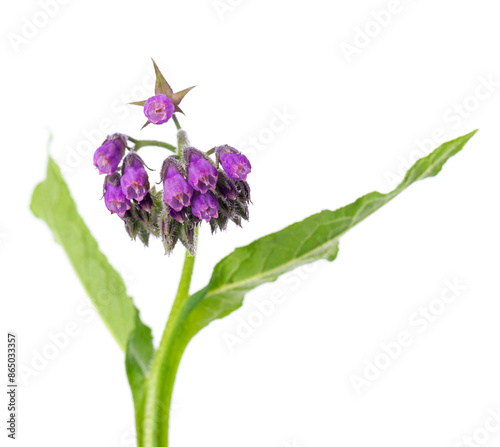 Comfrey flowers isolated on white background. Symphytum officinale plant. Comfrey bush with flowers. Herbal medicine. Clipping path.