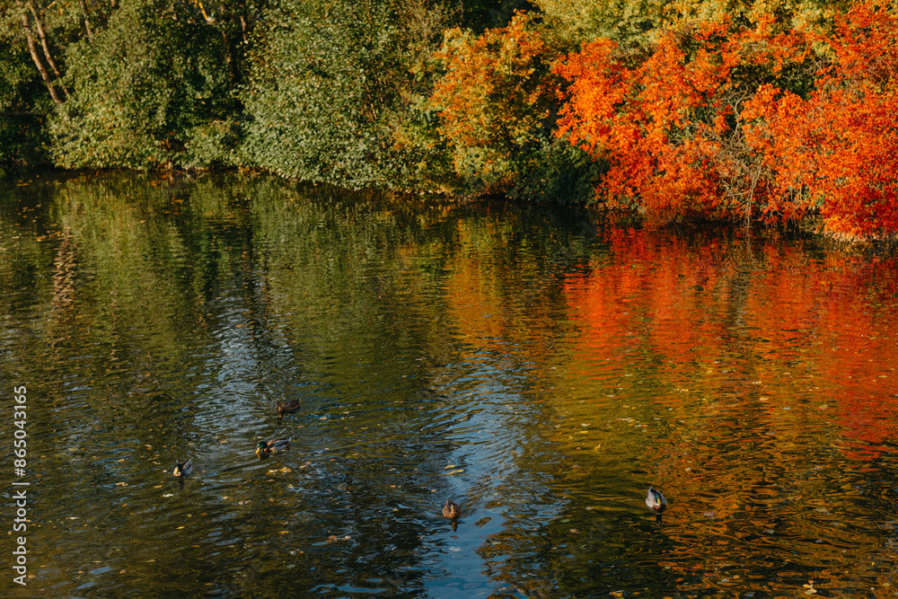 Autumn tree on the curves bank of the pond. Autumn landscape with red tree. autumn trees over water banks. Empty rusty railroad bridge over a river with forested banks at the peak of a fall foliage. A Autumn tree on the curves bank of the pond. Autumn landscape with red tree. autumn trees over water banks. Empty rusty railroad bridge over a river with forested banks at the peak of a fall foliage. A